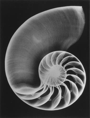 (X-RAYS) A series of 7 x-rays featuring studies of small animals and shells.